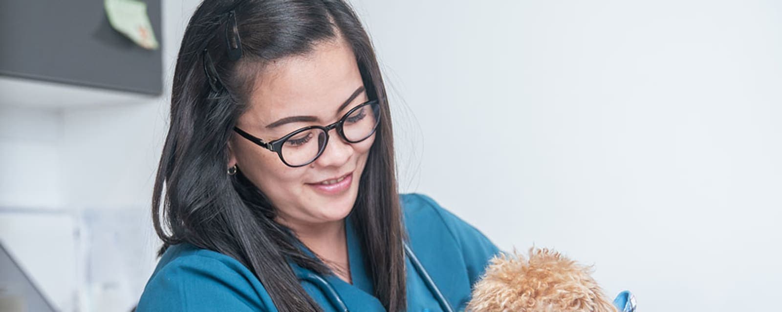 Pawsitive Veterinary Clinic - Dubai Silicon Oasis