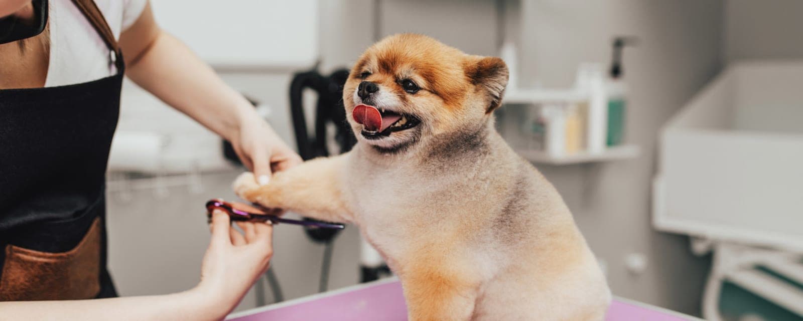 Pet House Pets Care | بت هاوس للعناية بالحيوانات الأليفة