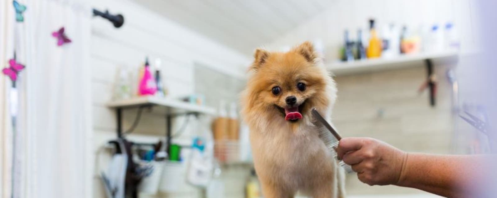 Alam ALHayawan pets care