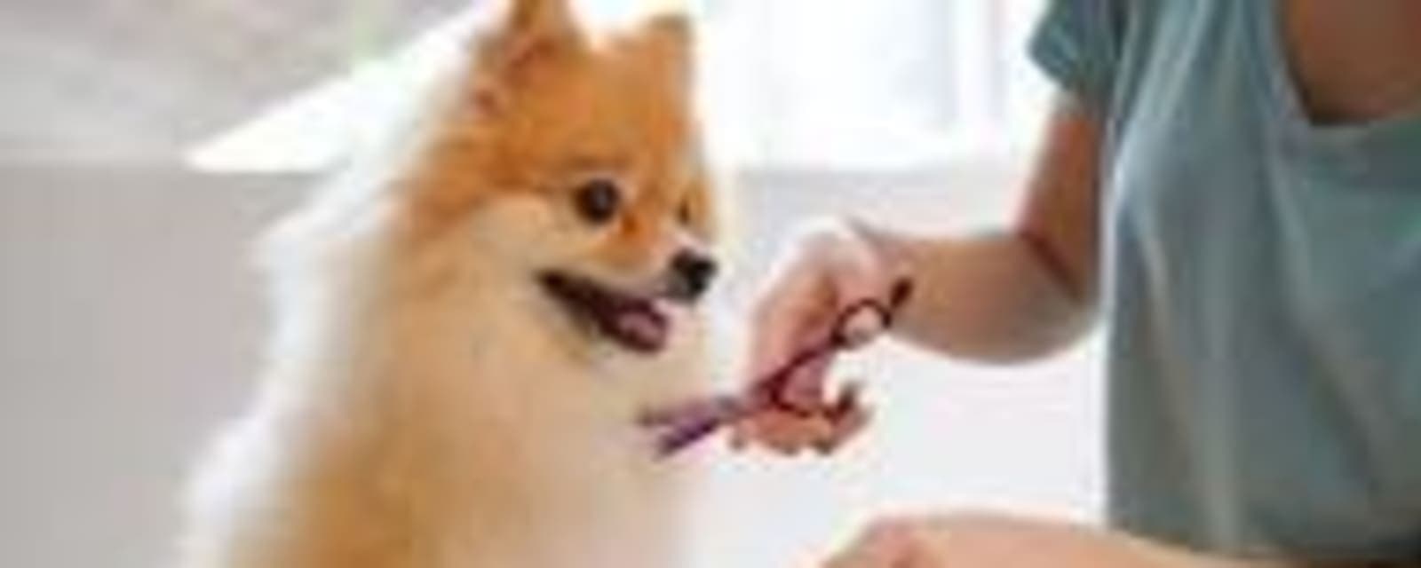 City Pet Veterinary Clinic & pet grooming