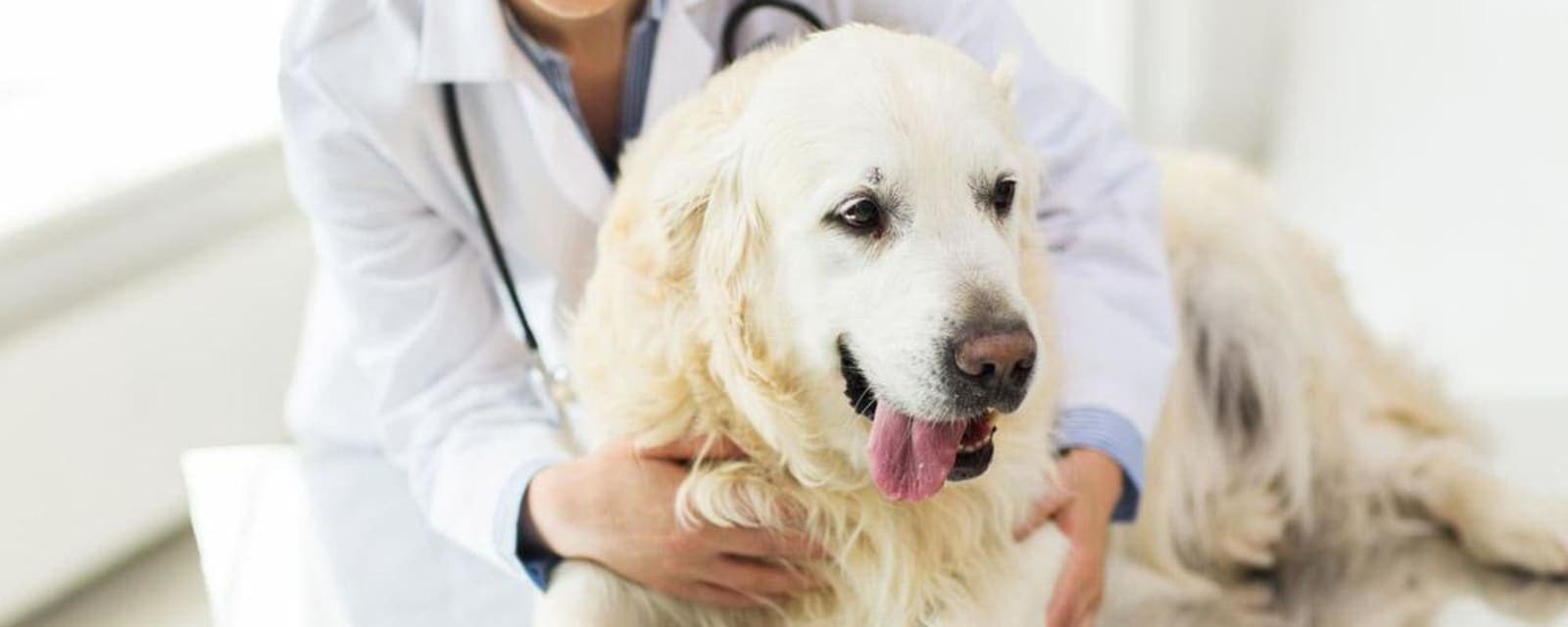 Dazzling Paws Pet Care